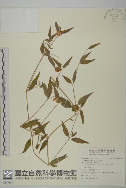 狗筋蔓藏品圖，第1張
