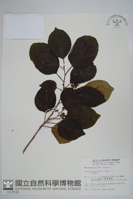 破布子藏品圖，第1張