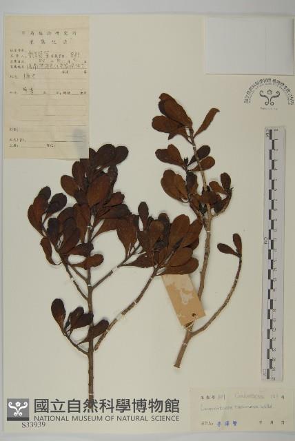 欖李藏品圖，第1張