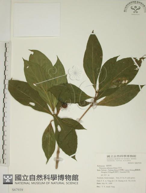 Lanyu Timonius Collection Image