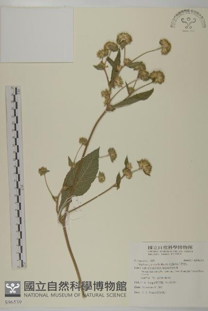 地膽草、毛蓮菜藏品圖，第1張