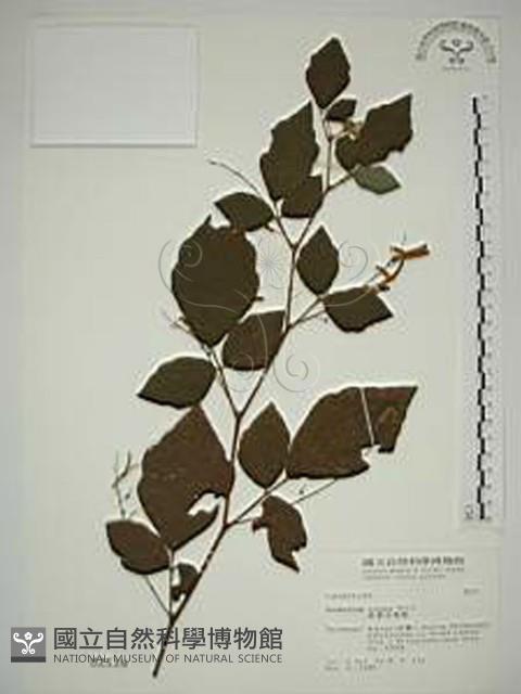 波葉山螞蝗藏品圖，第1張