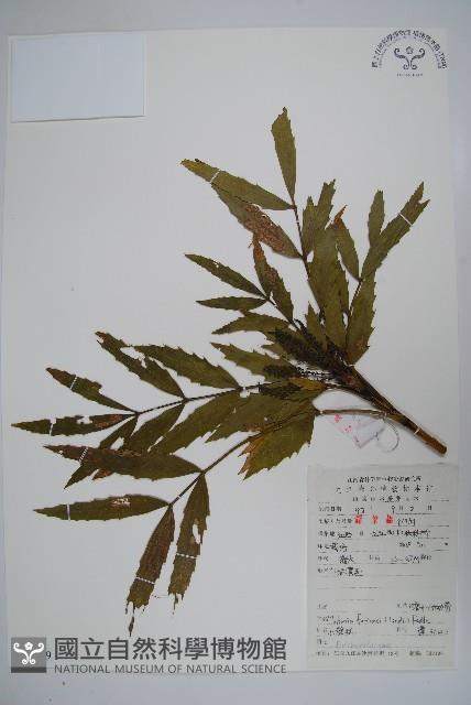 細葉十大功勞藏品圖，第1張