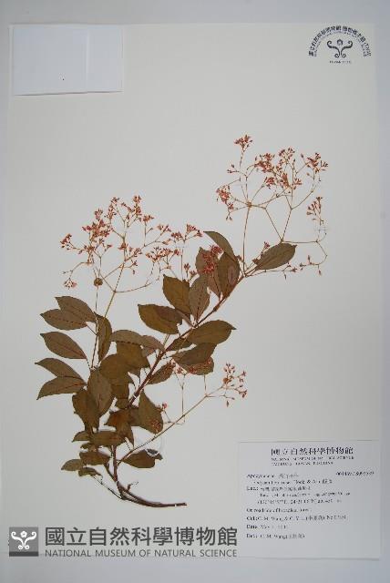 酸藤藏品圖，第1張