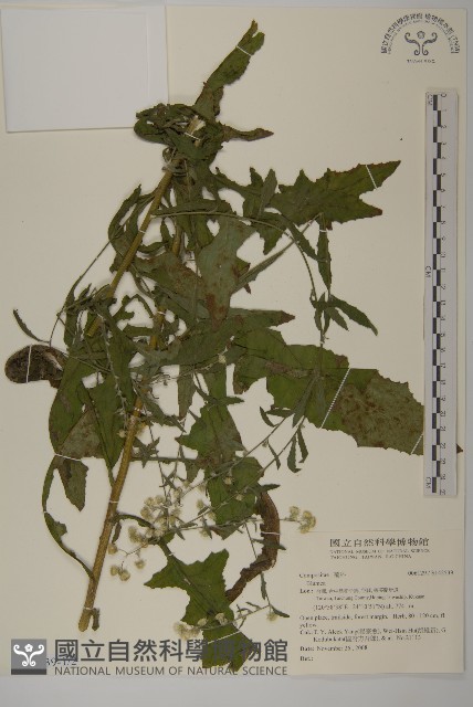 登錄號:S142539藏品圖，第1張