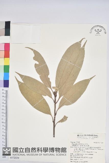 短尾葉石櫟、嶺南柯`東南石櫟藏品圖，第1張