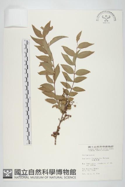 臺灣馬桑藏品圖，第1張