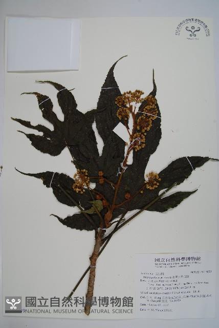 臺灣八角金盤藏品圖，第1張