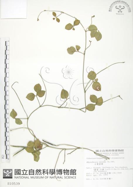 小葉括根藏品圖，第1張