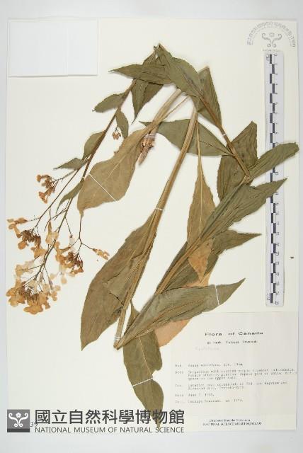 登錄號:S050539藏品圖，第1張