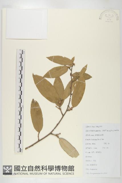 銀果胡頹子藏品圖，第1張