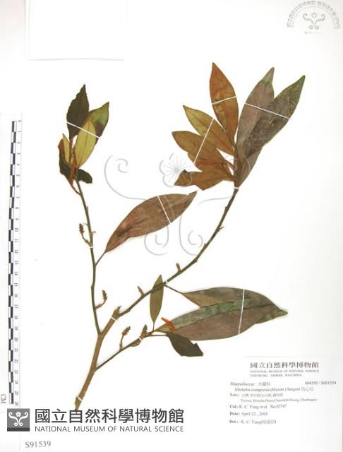 烏心石藏品圖，第1張