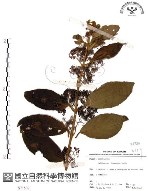 杜虹花，台灣紫珠藏品圖，第1張