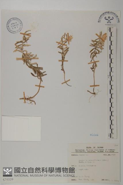 抱莖籟簫藏品圖，第1張