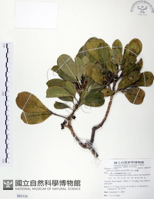 假三腳虌藏品圖，第1張