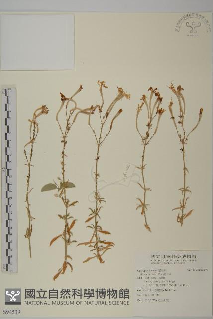 蠅子草藏品圖，第1張