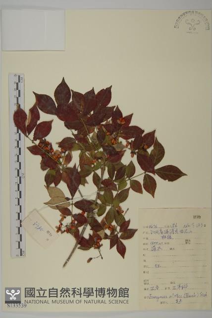 衛矛藏品圖，第1張