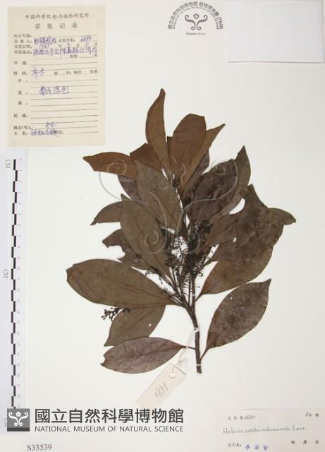 紅葉樹藏品圖，第1張