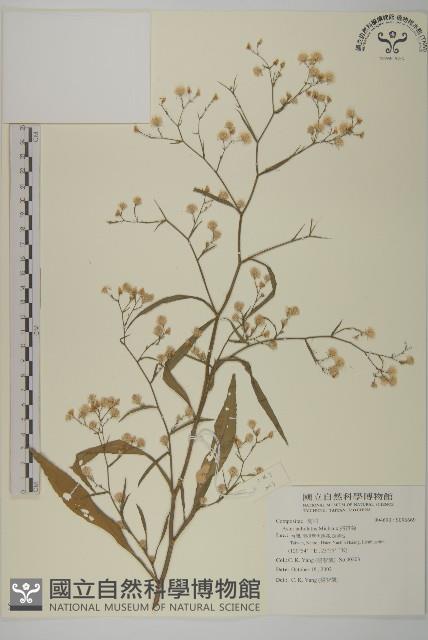 掃帚菊藏品圖，第1張