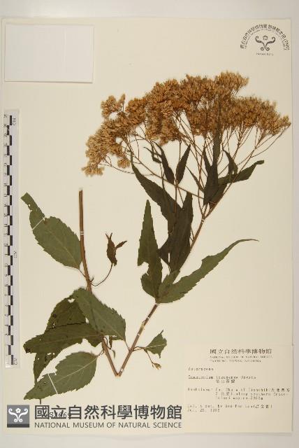 塔山澤蘭藏品圖，第1張