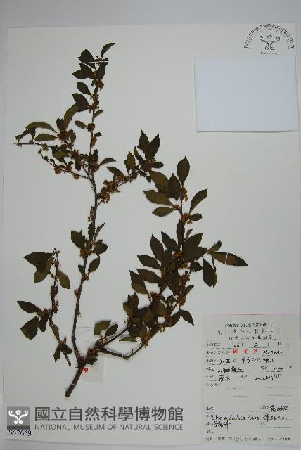 鼠李冬青、滿樹星藏品圖，第1張