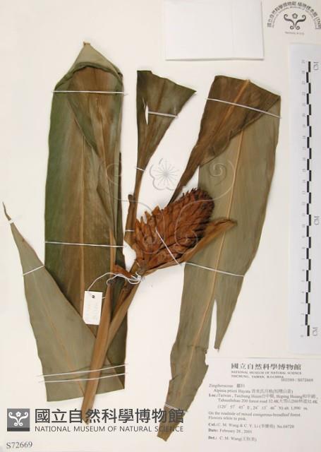 普萊氏月桃、短穗山姜藏品圖，第1張