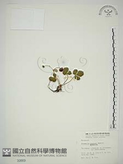 臺灣草莓藏品圖，第1張