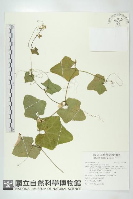 紅瓜藏品圖，第1張