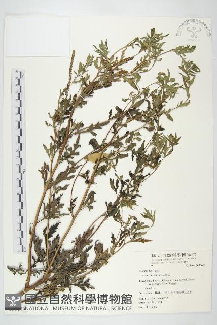 豬草藏品圖，第1張