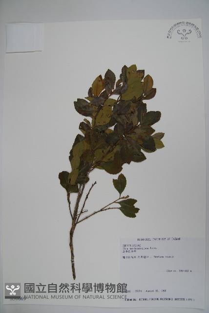 倒卵葉冬青、金平氏冬青藏品圖，第1張