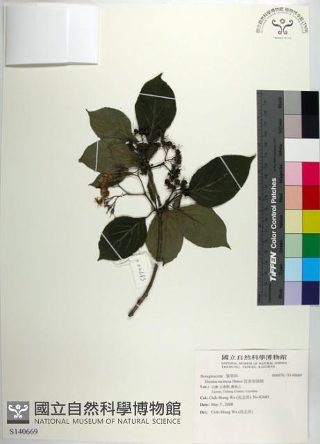 恆春厚殼樹藏品圖，第1張