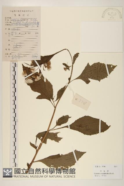 野茼蒿藏品圖，第1張