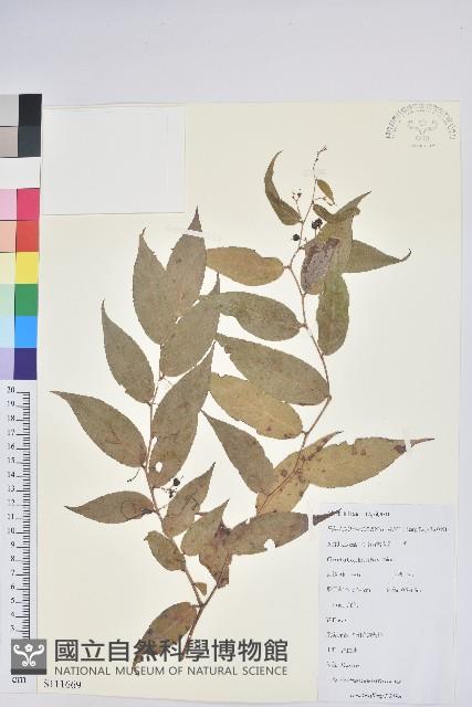 滇白珠藏品圖，第1張