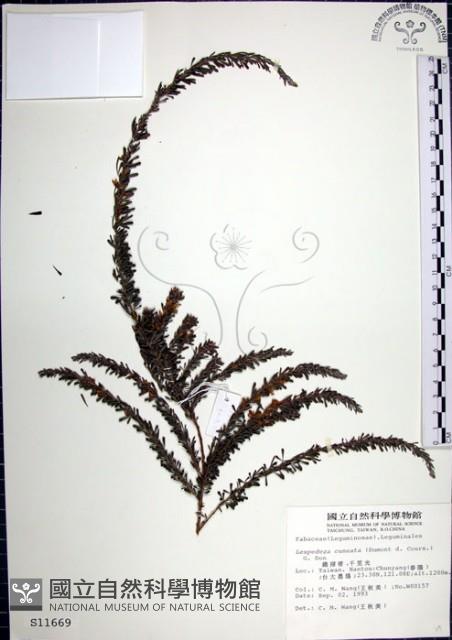 鐵掃帚、千里光藏品圖，第1張