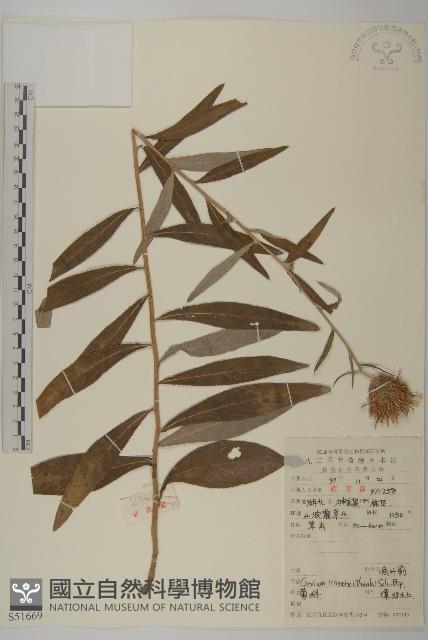 華薊藏品圖，第1張