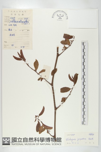 角花胡頹子藏品圖，第1張