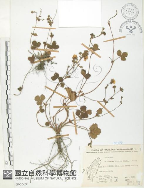 登錄號:S065669藏品圖，第1張