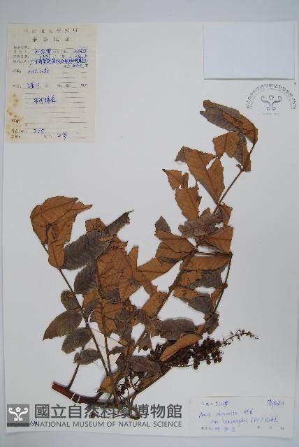 濱鹽膚木、羅氏鹽膚木藏品圖，第1張