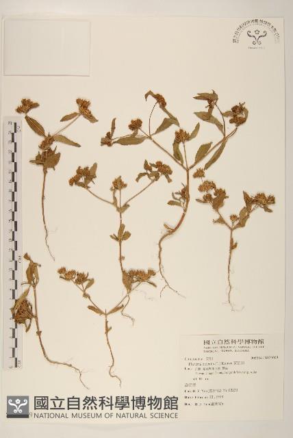 黃頂菊藏品圖，第1張