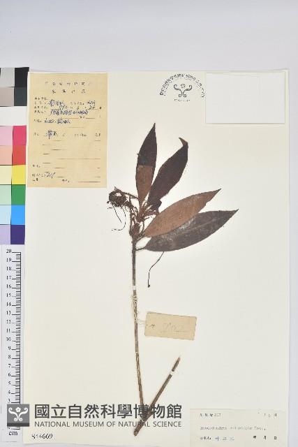 刺毛杜鵑藏品圖，第1張