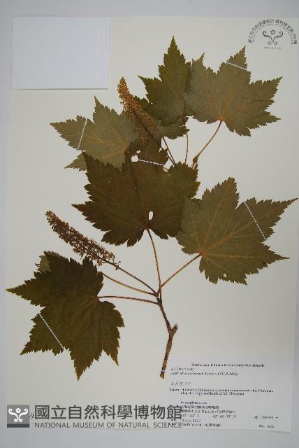 花楷槭藏品圖，第1張