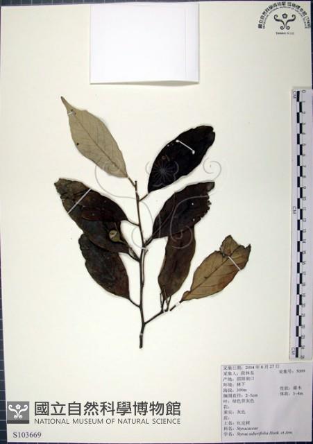 紅皮、葉下白、赤仔尾藏品圖，第1張