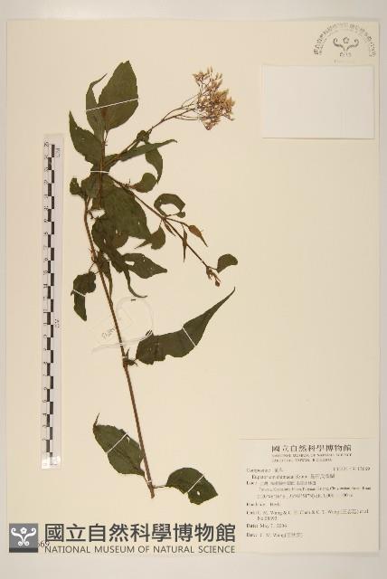 島田氏澤蘭藏品圖，第1張