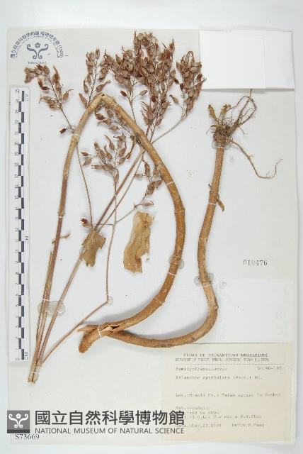 倒吊蓮、匙葉燈籠草藏品圖，第1張