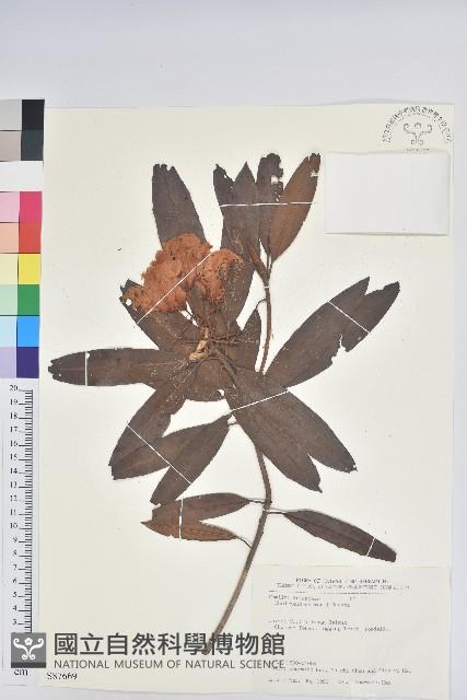 森氏杜鵑、森氏滿江紅藏品圖，第1張