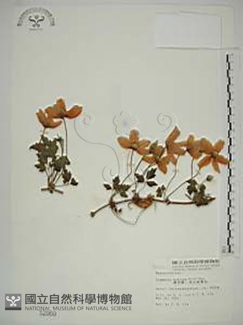 繡球藤藏品圖，第1張