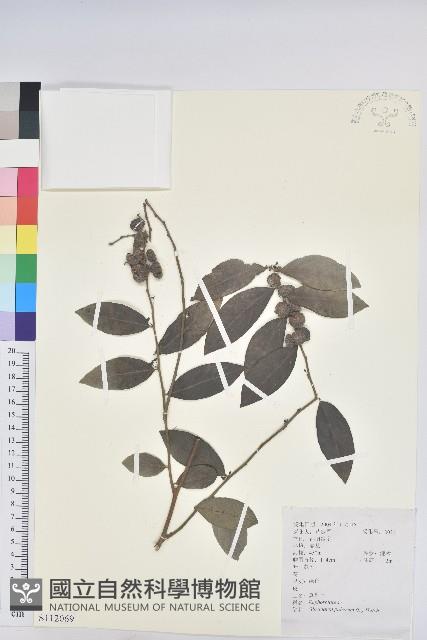 紅毛饅頭果藏品圖，第1張