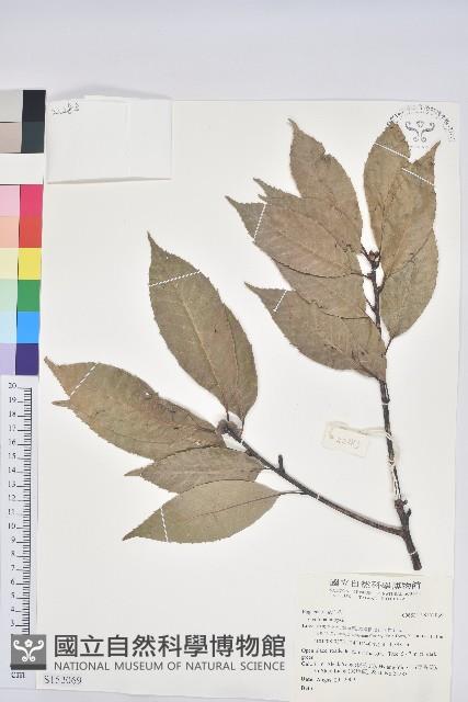 登錄號:S152069藏品圖，第1張