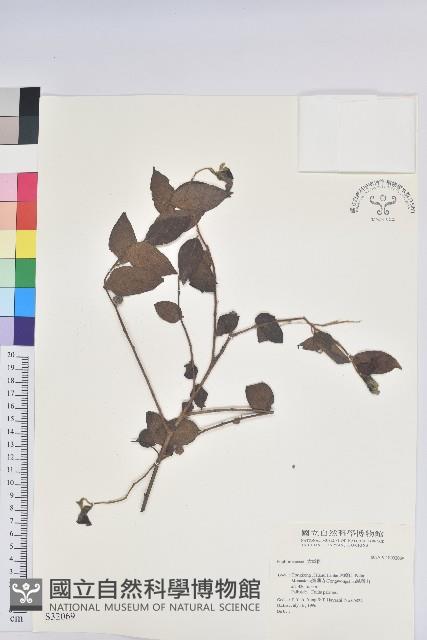 登錄號:S032069藏品圖，第1張