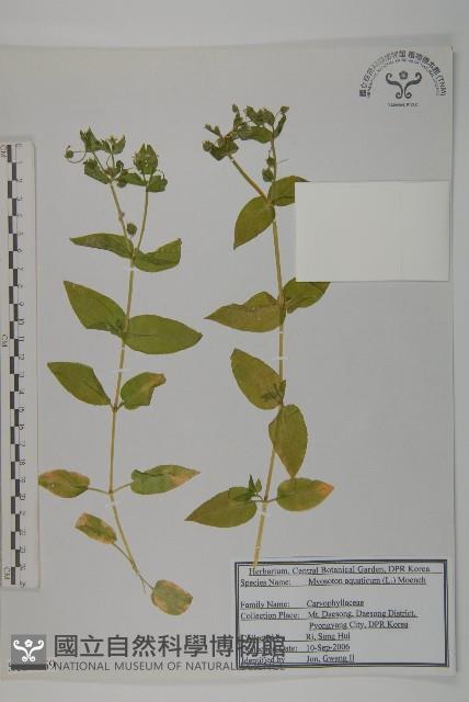 牛繁縷藏品圖，第1張